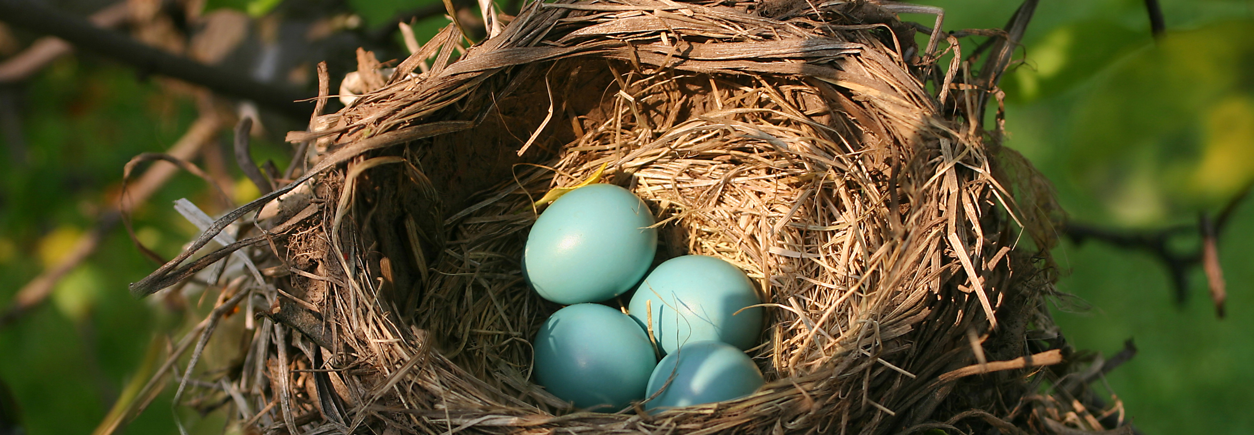 Bird Architecture with Anne Swaim | 6/18 on Zoom