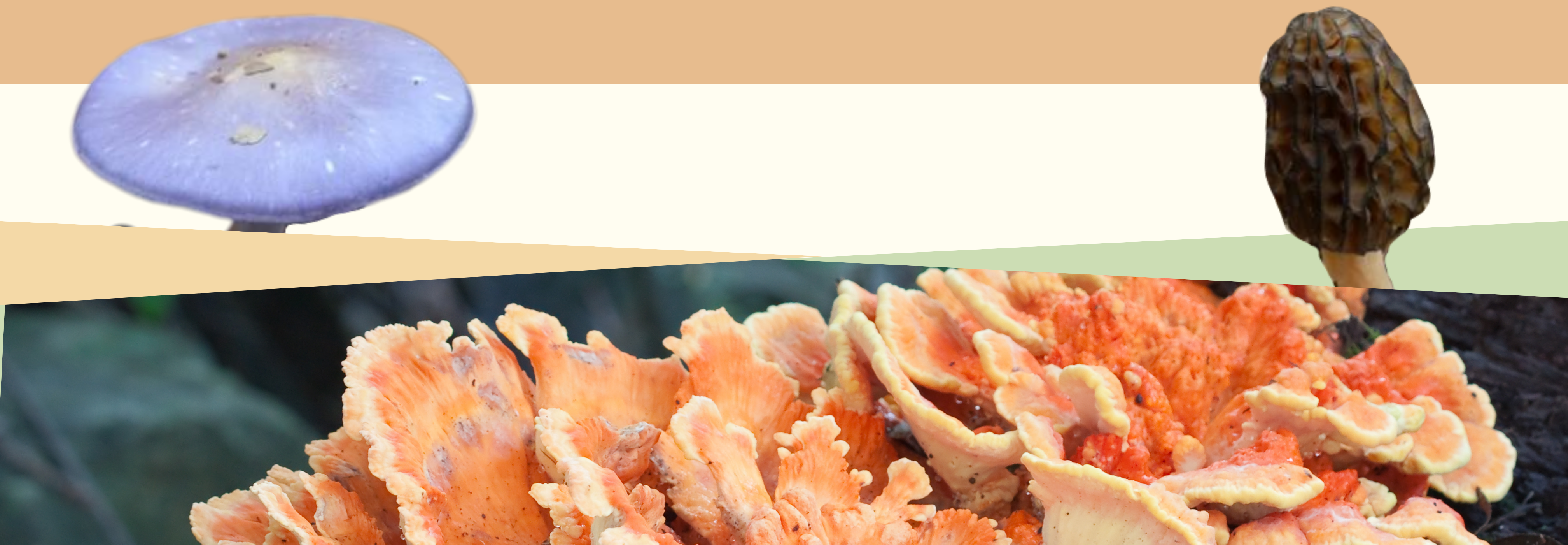 Wild Facts About Wild Mushrooms | 9/12