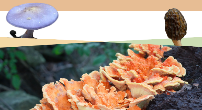 Wild Facts About Wild Mushrooms | 9/12 at 2:30pm