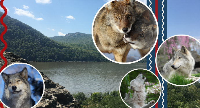Wild America | 8/5 at 11am on Zoom